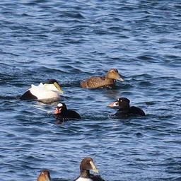 Birding at Princess Beach Conservation Area + Corporation Beach