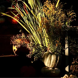 Virtual Lunchtime Tour: Spooky Specimens