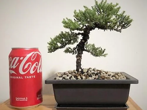 Bonsai Tree class at The Vineyard at Hershey