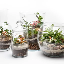DIY: Tarantulas & Terrariums!