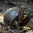Eastern Box Turtle Monitoring