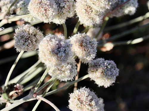 Summer Plant Sale at Mission Blue Nursery! & Mission Blue Makerspace