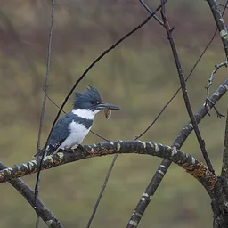 Birding Walk