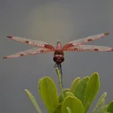 Dragonflies and Damselflies of Run Pond with Naturalist Tom Walker