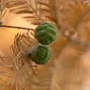 Garden & Estate Insider: Conifers of the Pinetum