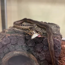Critter Feeding