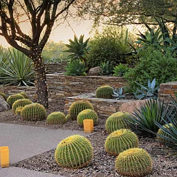 DIY Desert Garden Design: 6-part series