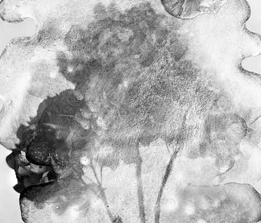 Online Artist Talk | The Pause Between Seeing and Knowing