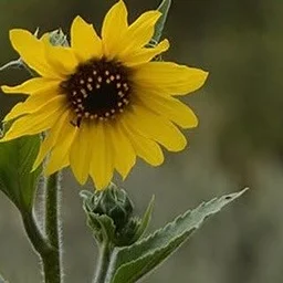 South Pasadena Nature Park