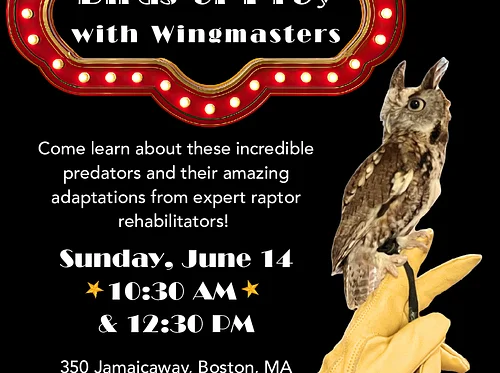 Birds of Prey: Afternoon Presentation (ASL Interpretation)