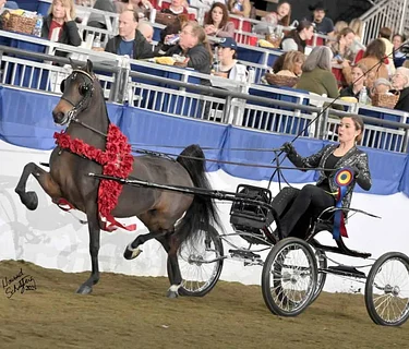 United Professional Horsemen’s Association Summer Fun Horse Show