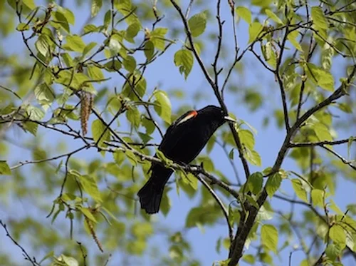 Marion Miles Remick Bird Walk