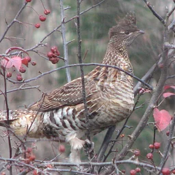 November Bird Monitoring Walk