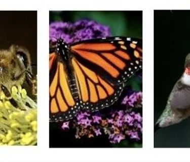 Pollinator Paradise with Chris Ferrero