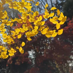 Tree Time: Leaves I