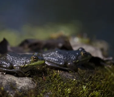 Flippin’ Logs, Lookin’ for Frogs (& Bugs!)