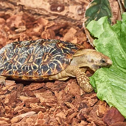 Stroller Safari: Scutes & Scales in September (Sept. 2, 10, 12, 18, 21)