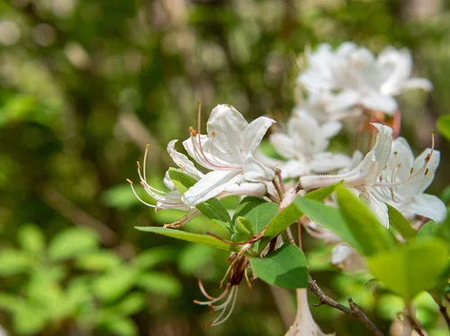 Native Azalea Day