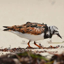 Shorebirds Advanced ID Class 2027