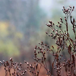 Rethinking Seasonal Cleanup: Why Less Can Be More for Wildlife (in person)