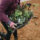 Garden Care: Marie’s Garden