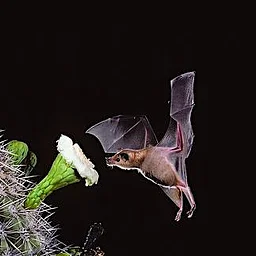 The Amazing World of Bats Lecture