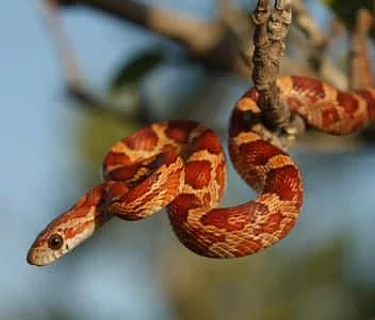 Reptile Meet and Greet