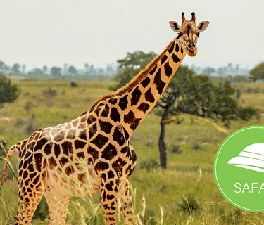 Summer Camp: Safari