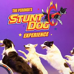 The Perondi's Stunt Dog Experience