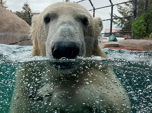 Polar Bear Program
