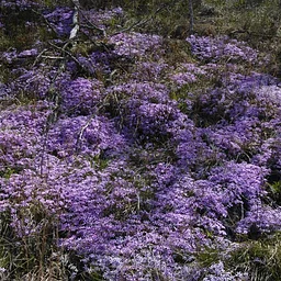 Great Native Plants for Difficult Sites