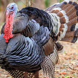 Celebrate the Season (11/17)