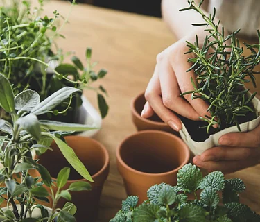 Herb Planting Workshop