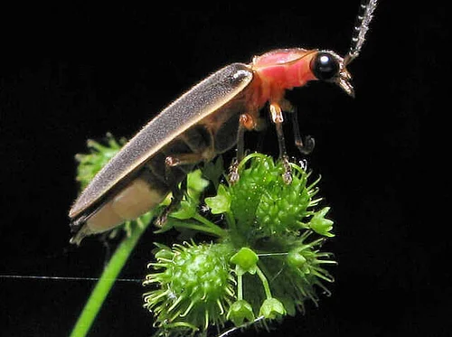 Webinar: Fantastic Fireflies