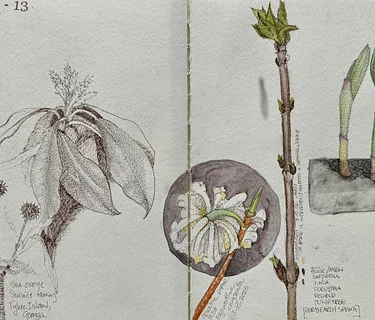 WORKSHOP RETREAT: Botanical Illustration for Field Guide Journals with Kay Betts