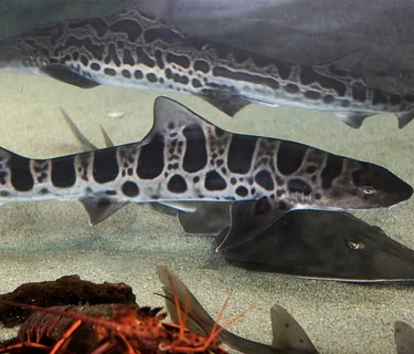 Shark & Ray Presentation