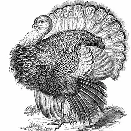 Celebrating the Thanksgiving Holiday with Family & Friends