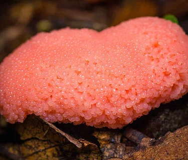 Beginner’s Mushroom ID at Dead Man’s Hollow