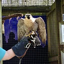 Raptor Enrichment Program