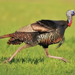 Nepenthe Gallery Annual Turkey Trot 5K Run or Walk at 9 am