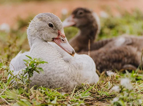 Family Farm Day: Ag + Art Tour