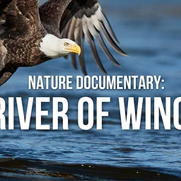 Nature Documentary: River of Wings