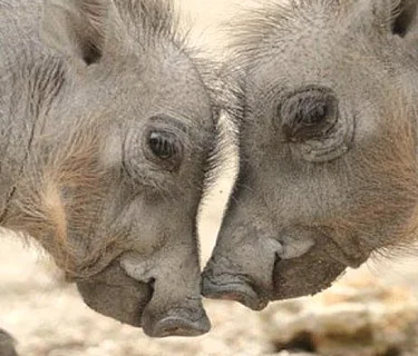 The Improv JAM-BER-REE