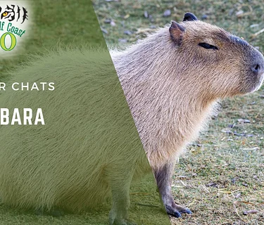 New World Animal Keeper Chat