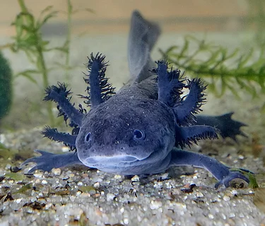 Stroller Safaris: Awesome Amphibians in April