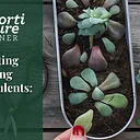Horticulture Corner: Propagating and Caring for Succulents | A Hands On Workshop