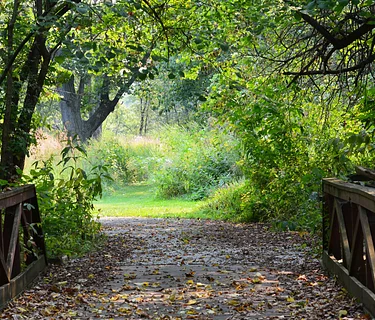 Listening to Nature