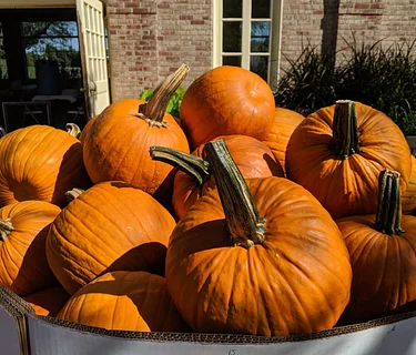 Community Pumpkin Carving