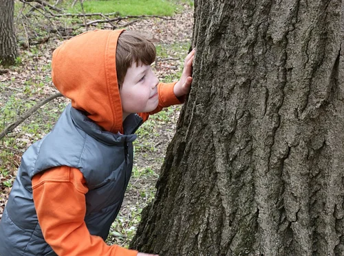 Explore the Forest