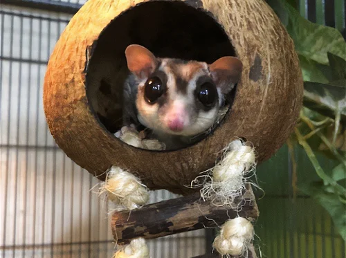 Animals for All: Caring for Exotic Critters